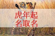 12月虎宝宝取名指南，寓意与创意并重