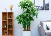 进门放什么植物好？这些植物让你家财源滚滚