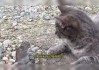 十二星座里为什么没有猫？这可能是宇宙的玩笑