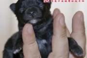 胎梦梦见小狗，解读周公解梦的深层含义