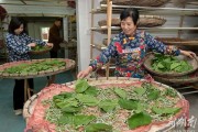 养蚕宝宝，从卵到茧的奇妙旅程