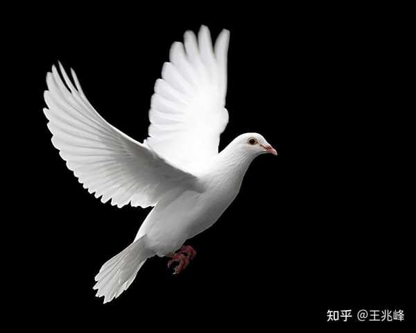 鸽子，解读其象征意义与文化内涵,平和象征,文化象征,第1张