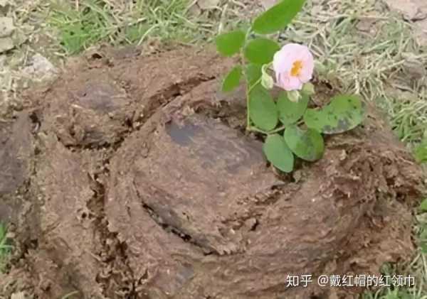 解的牛粪，解读家中牛粪的象征意义,解梦,第1张