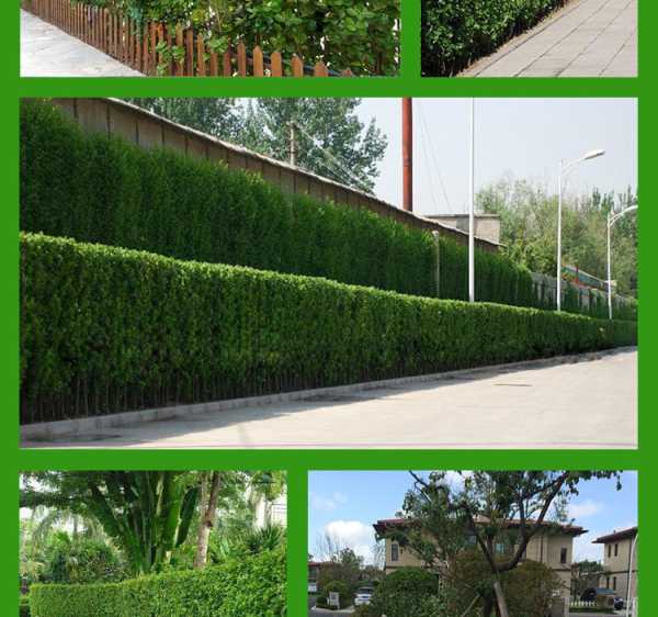 南围墙种树讲究，选择适合的树木，带来与和谐,南围墙种树,与和谐,第1张