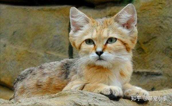算命为何禁止养猫？猫与命理学的不和谐之源,命运,象征,八字,第1张