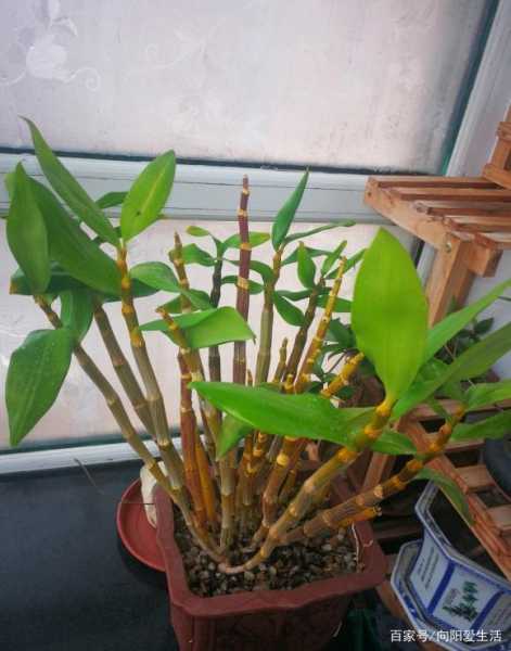 石斛花讲究，阴性与水的结合,象征,第1张