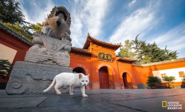 白马寺求签，一场跨越的灵性之旅,命运,事业,文化传承,第1张