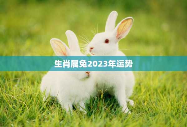 生肖兔20号运势解析，机遇与同在,事业,合作,第1张