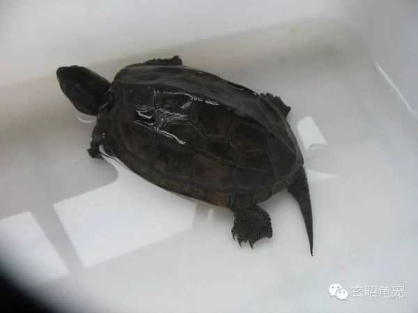 家养龟，学与龟养护的智慧,象征,与和谐,注意事项,第1张