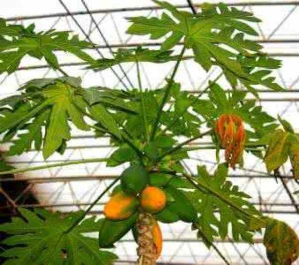 木瓜种植讲究，传统智慧与现代实践的结合,合作,地理位置,第1张