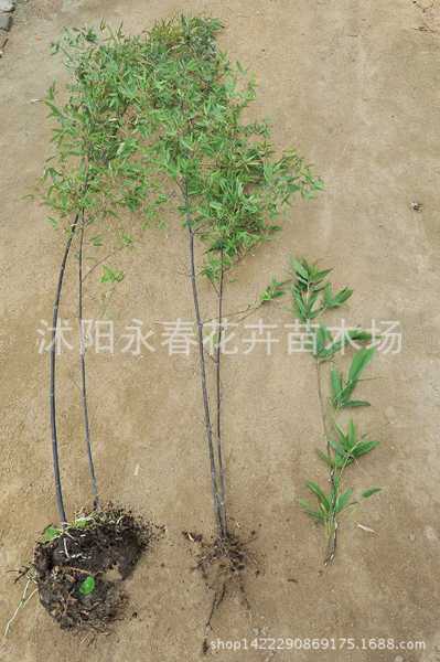 紫竹，传统智慧与现代生活的结合,象征,装饰品,第1张