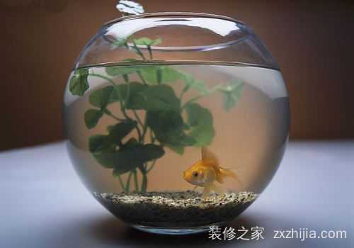 鱼，家居中的神秘守护者,象征,事业,第1张