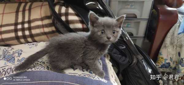 给蓝猫宝宝怎么取名,象征,寓意美好,宝宝取名,第1张