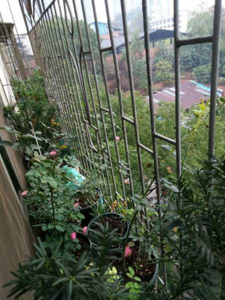 窗前种什么植物更好？这些植物学知识你一定要知道！,象征,事业,发财树,第1张