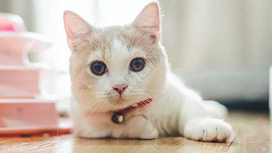 猫骨算命，神秘的民间占卜文化,象征,命运,事业,第1张