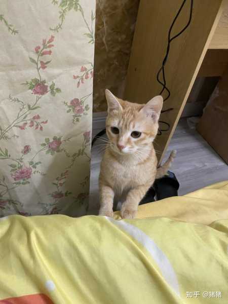 橘猫取名，宝宝好听的名字推荐,象征,第1张