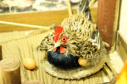 解梦母鸡趴窝，解读与启示,象征,挑战,解梦,第1张