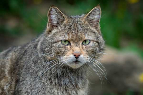 野猫进家门，解读其预兆与解梦意义,象征,挑战,解梦,第1张
