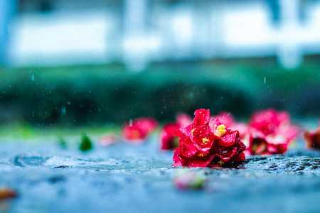 残花遭雨打，解码生命的自我修复与,命运,挑战,第1张