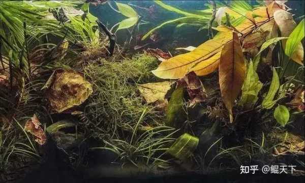 家养鱼，隐藏的健康与文化价值,象征,事业,健康状况,第1张