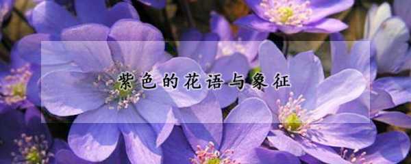 紫色在中的象征意析,象征,事业,挑战,第1张