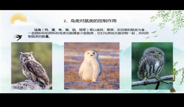 自然的启示，鸟窝捉鸟的预兆与解梦,象征,挑战,解梦,第1张