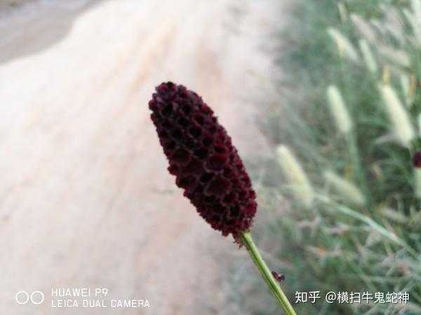 十二星座最爱的花儿,象征,挑战,十二星座,第1张