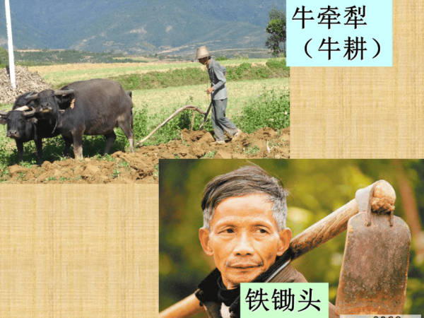 四十九年牛运，从历史到现代，生肖牛的运势解析,象征,事业,挑战,第1张