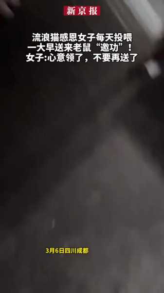 梦到救猫送子，周公解梦解析与生活启示,象征,挑战,解梦,第1张