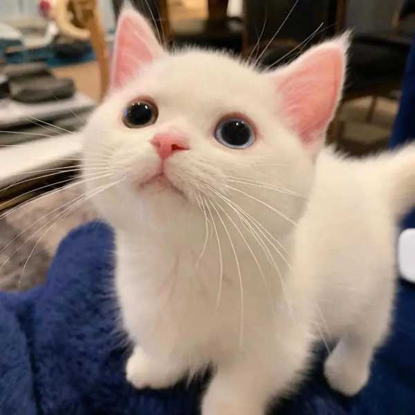 猫咪为什么算命不灵验呢？,命运,算命,第1张