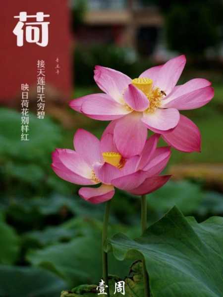梦见荷花，一场自我觉醒的隐喻,象征,解梦,光明,第1张