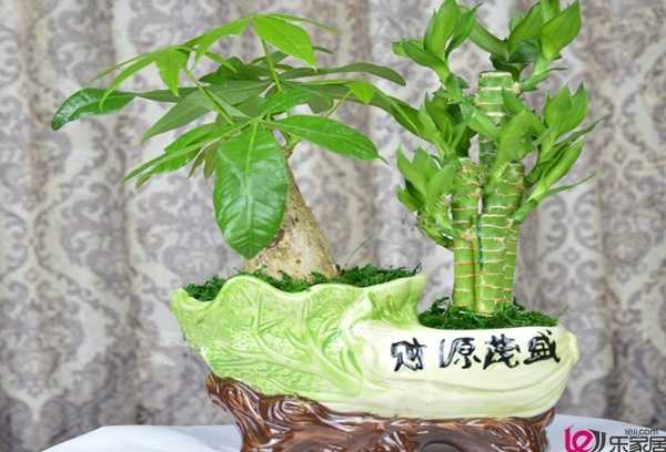 宗祠中的树木选择与布局解析,象征,事业,风水布局,第1张