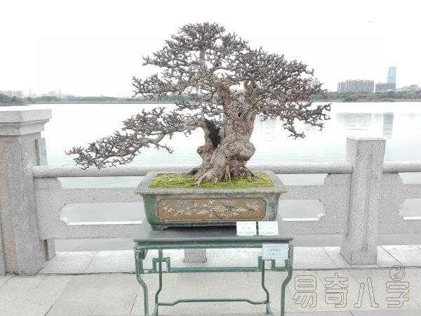 属狗人八月运势解析，事业与健康 focus on summer opportunities,事业,挑战,合作,第1张