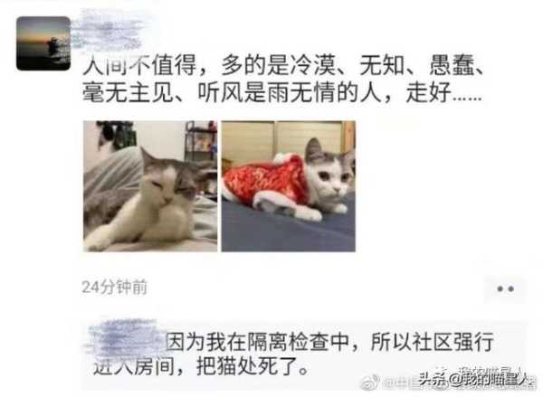 梦见狗活埋猫，周公解的深层含义,象征,挑战,解梦,第1张