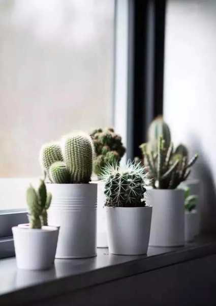 窗台养 plant secrets，如何选择适合的绿色植物提升室内气场,象征,气场,能量,第1张
