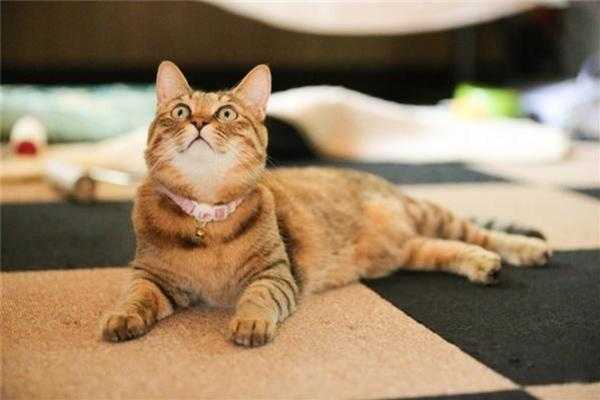 梦见小猫的意义，解读周公解的生命象征,象征,挑战,解梦,第1张