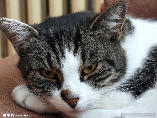 猫追鹊，解读其象征意义与解梦启示,象征,挑战,解梦,第1张
