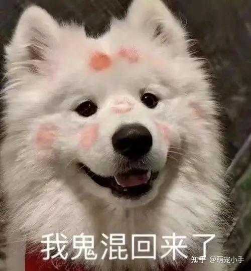 给狗宝宝取名，带什么字最吉利？,象征,宝宝取名,寓意美好,第1张