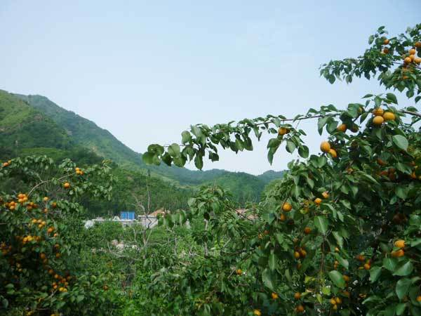 蓟州求签去哪儿？这些地方你一定要去！,寺庙,求签,第1张