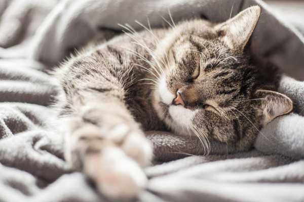 周公解梦，梦见养猫的征兆解析,象征,解梦,自我,第1张