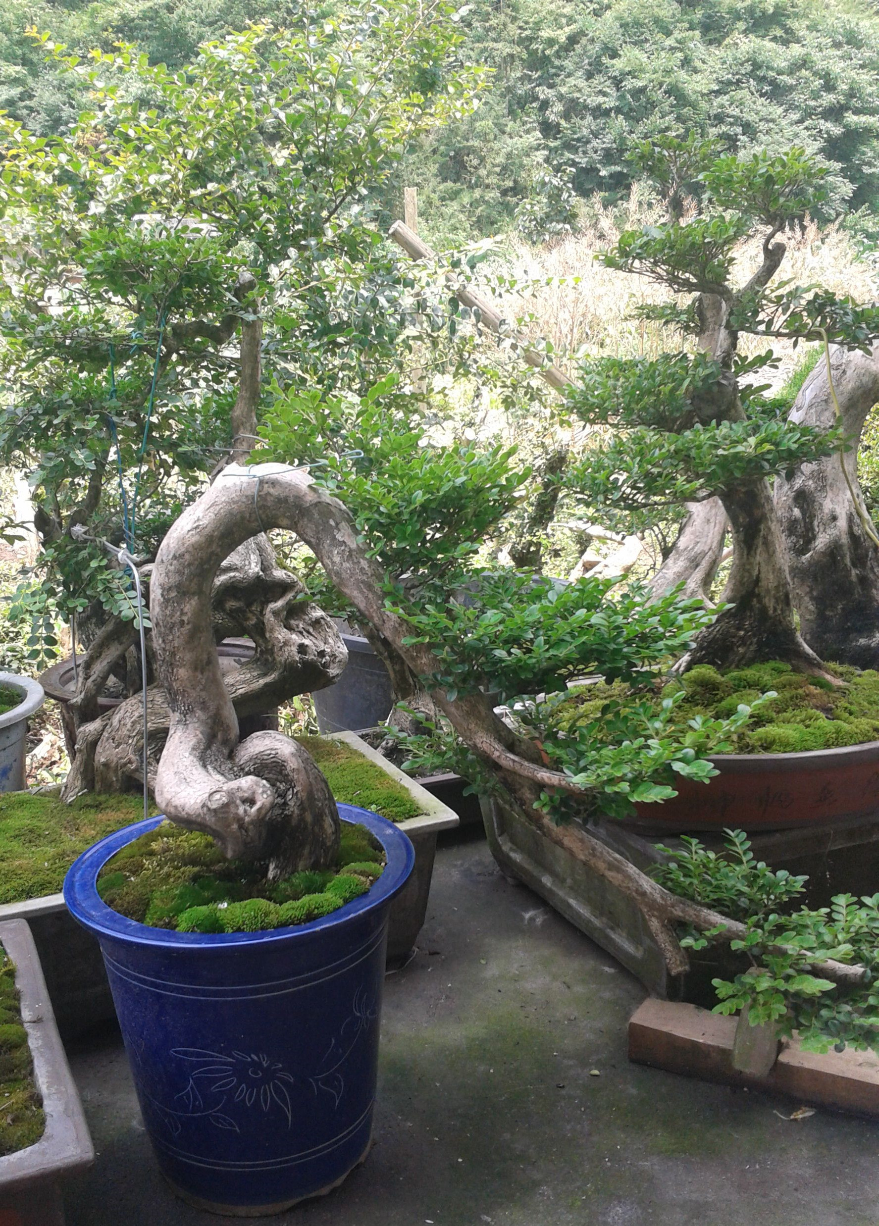 黄杨植物的讲究与选择,象征,气场,能量,第1张