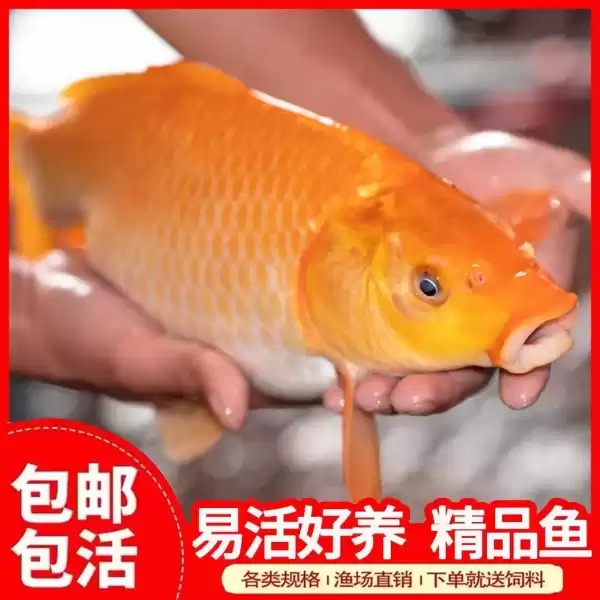 遇见大红鲤鱼，预兆与解梦全解析,象征,事业,挑战,第1张