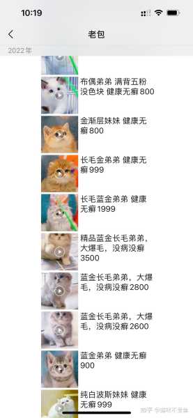 周公解梦，梦到猫淌血的含析,象征,挑战,解梦,第1张
