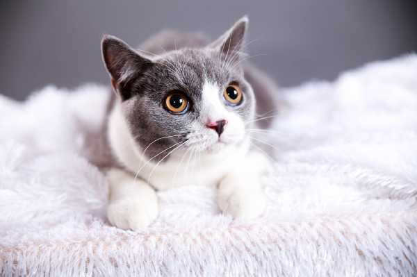 猫为什么算命那么准？这些你绝对想不到！,算命,第1张