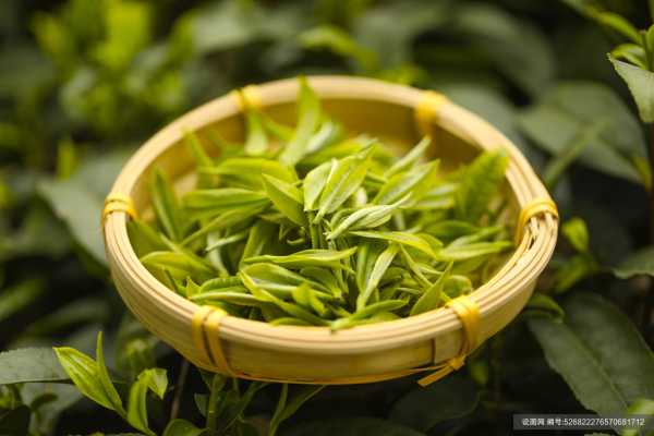 茶叶中的密码，解析茶叶与生活的关,象征,事业,气场,第1张