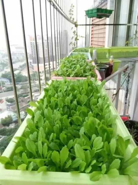 种菜开工看吉时，传统习俗与现代科技的智慧交融,吉时,传统与现代,第1张