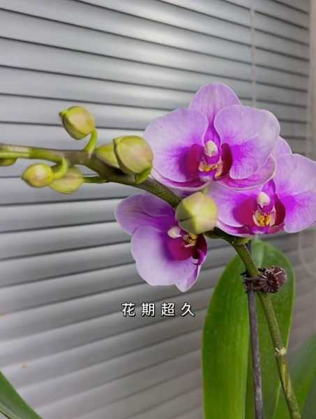 市内养花指南，选择适合的花卉提升家居气场,象征,气场,风水,第1张
