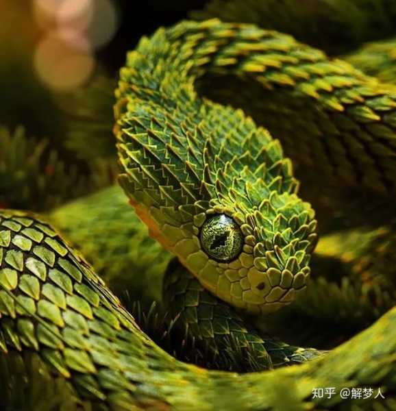 解梦梦见蛇人，揭秘梦境中的神秘寓意,象征,挑战,希望,第1张