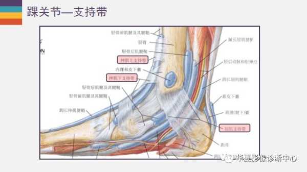 脚踝的解析，从足部健康到整体运势,健康状况,第1张
