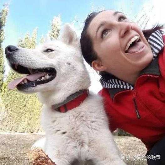 本命狗狗吉凶方法解析,象征,命运,事业,第1张